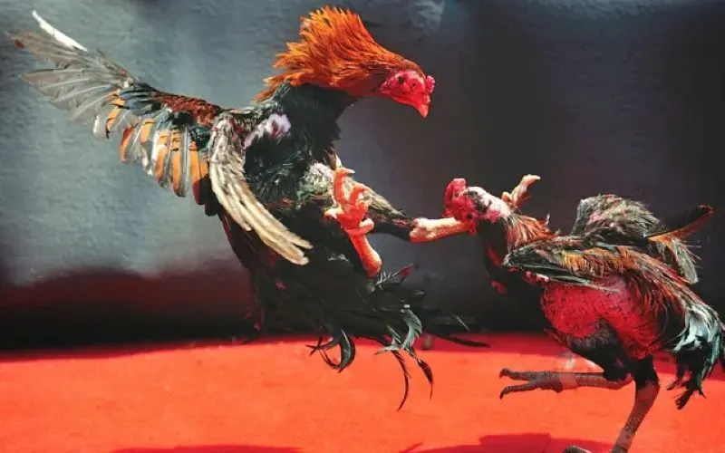 So sánh đá gà online vs đá gà truyền thống